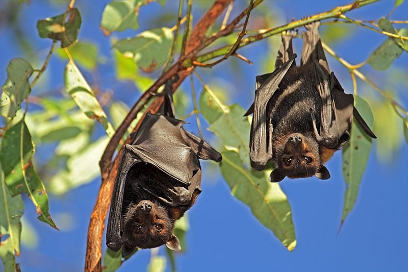 flying-foxes
