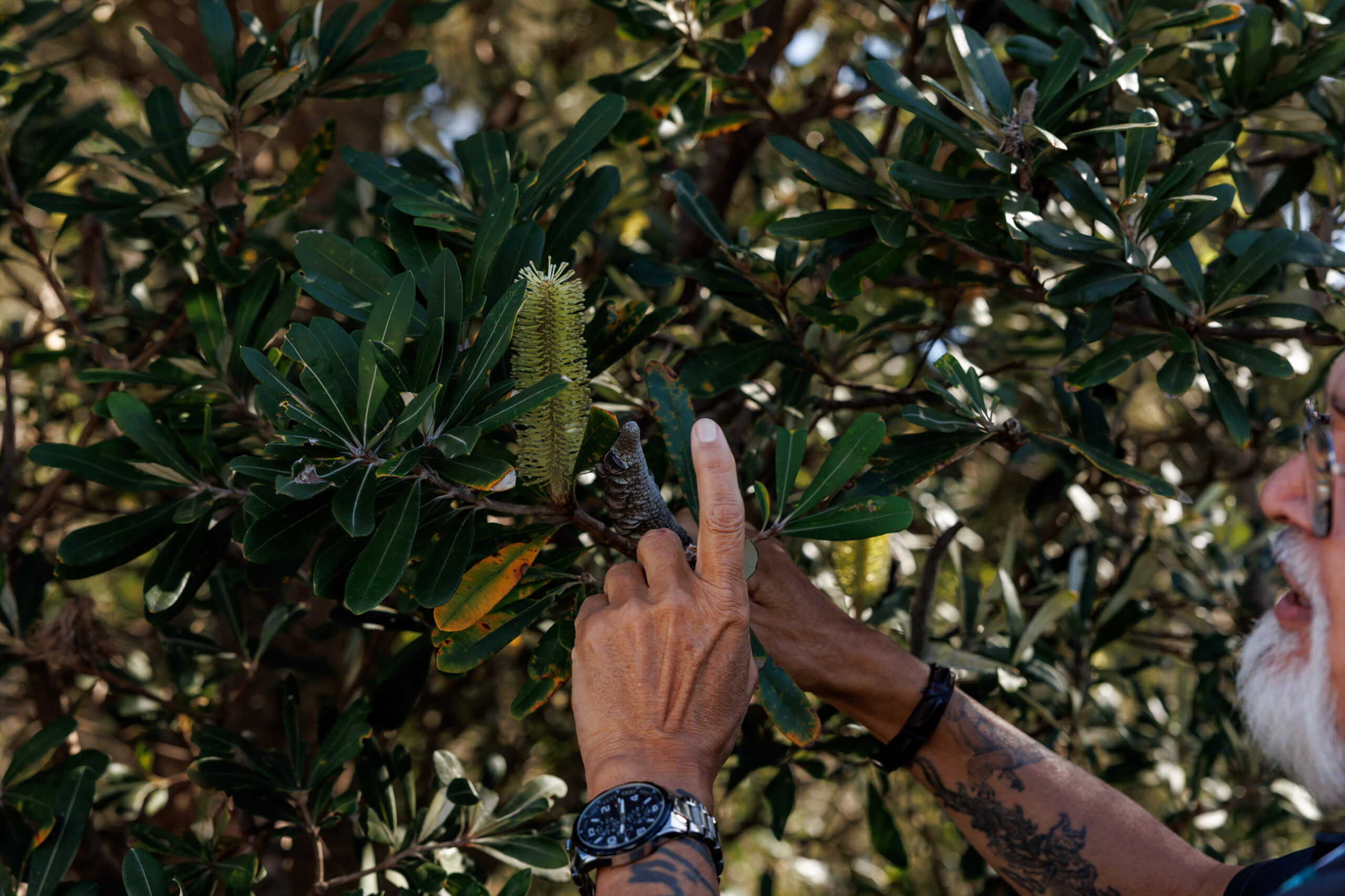 Hands reaching up to photograph native bush food growing in a tree during cultural awareness training